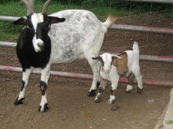 tennessee fainting goat babies